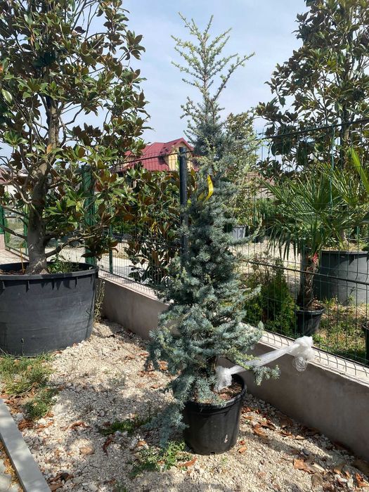 Plante ornamentale superbe pentru un spațiu verde plin de viață