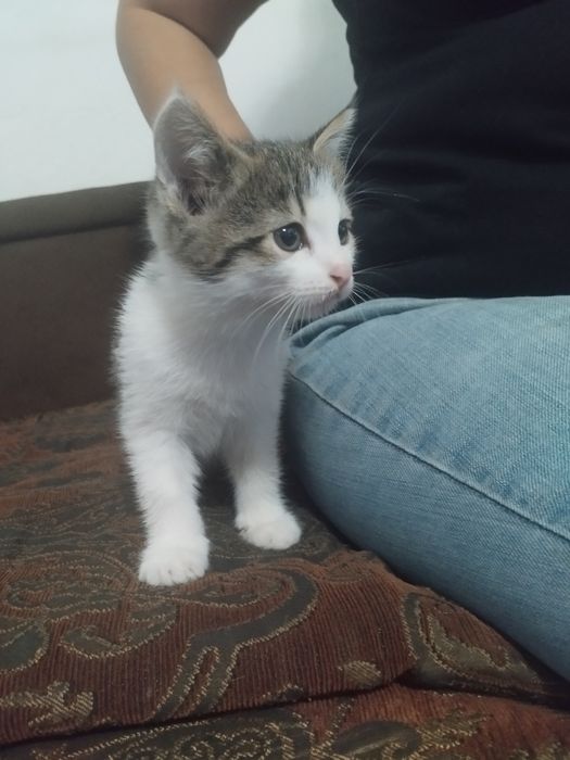 Котята в добрые руки(бесплатно)