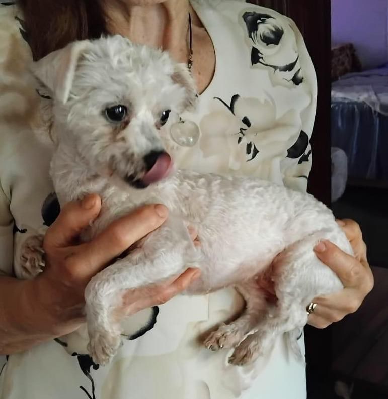 Metisi Bichon spre adoptie, gratuit