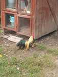 Pui pasărea Phoenix 3 săptămâni