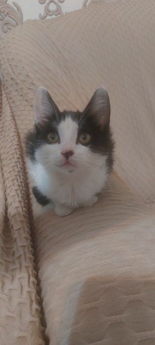 Hadyaga mushuk toshkent