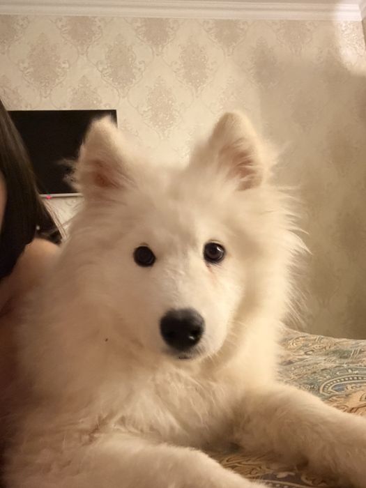 Собака, девочка. Самоедка