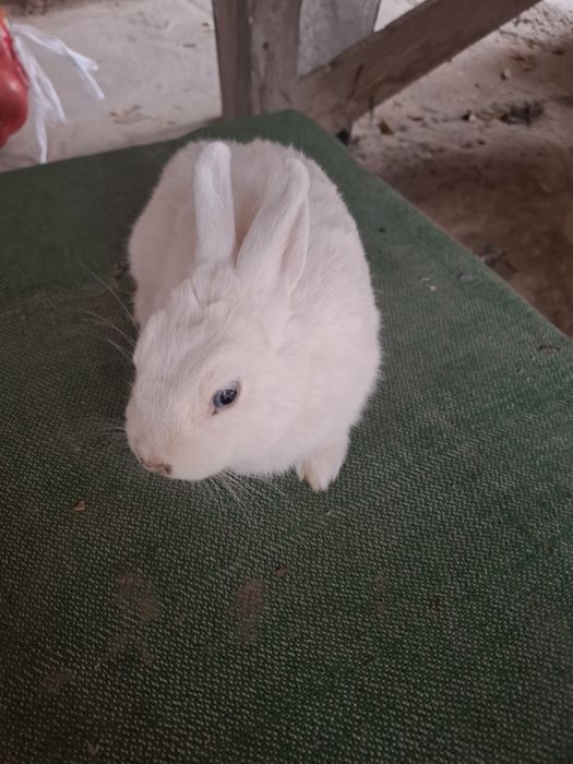 Germelin sames 5 oyli