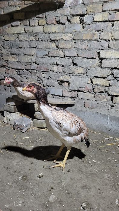 Тезда икта мокиён сотилади