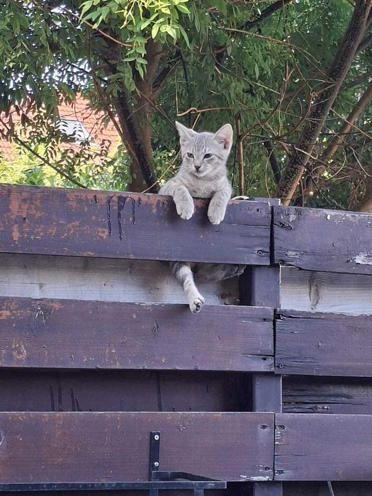 PISOI GRATUIT in Bucuresti