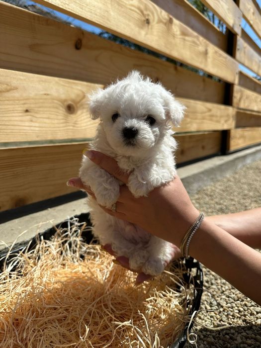 Vând pui bichon talie mica