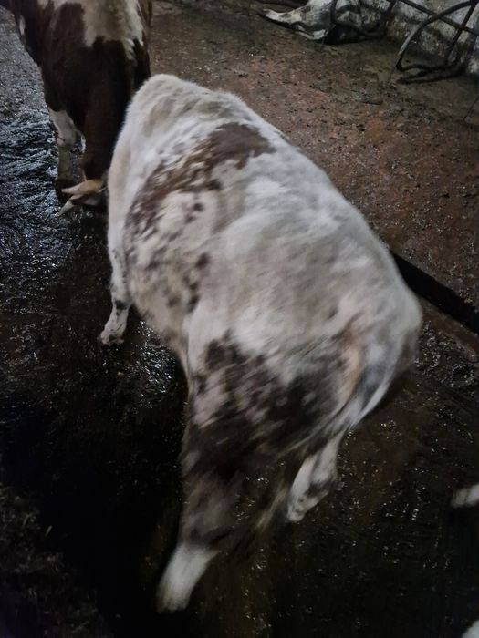 Vind viței pentru abator