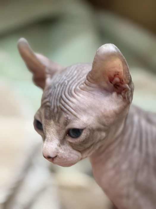 Котята эльфики готовы к бронированию