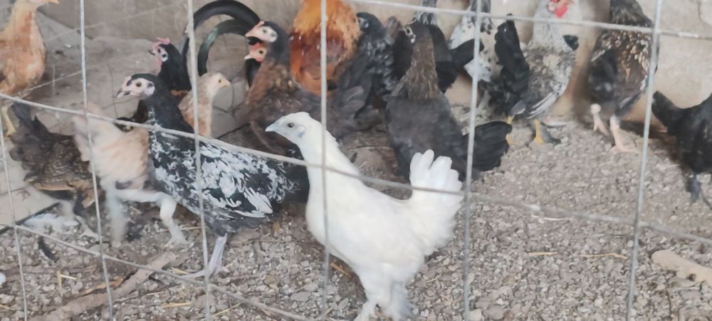 Urgent!!de vânzare puicuțe pitice