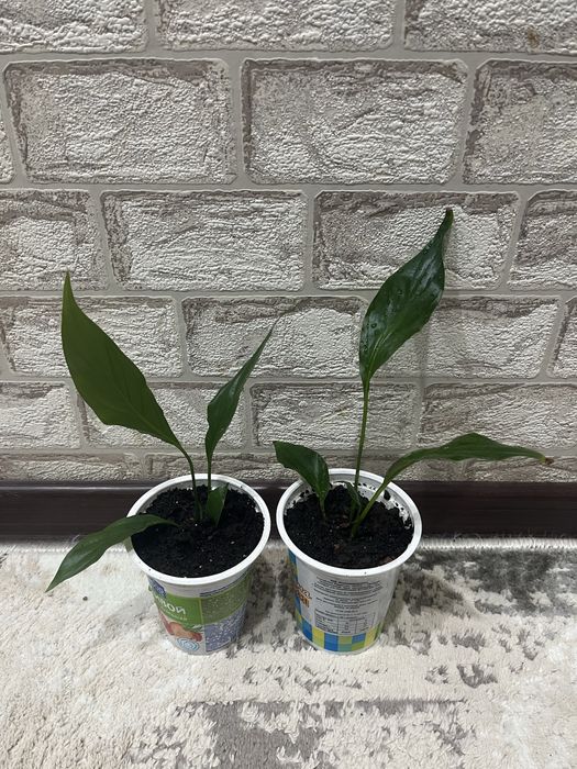 Женское счастье от 1000 тенге