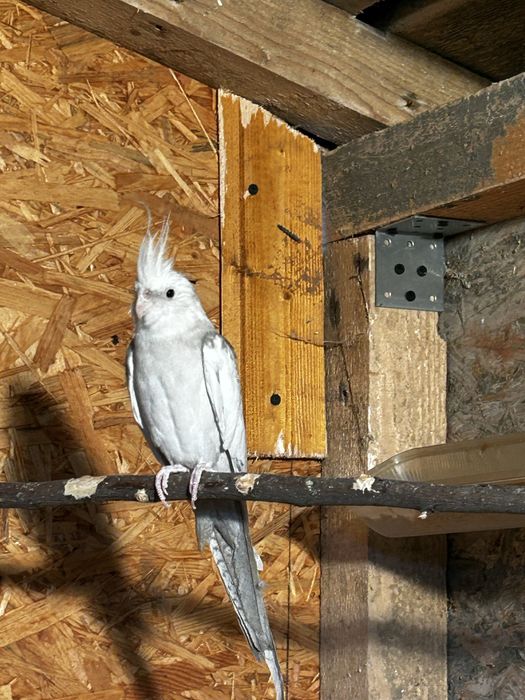 Nimfa  white face de vanzare