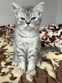 British shorthair tabby