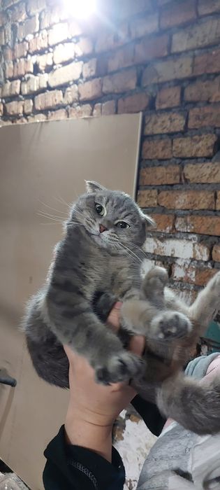 Отдам кошку котенка