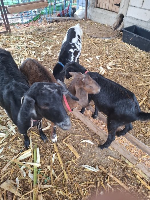 Vând capre bune de lapte