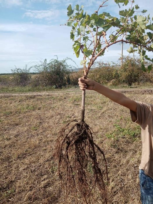 :butasi vita de vie direct de la producător