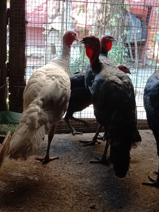 Продам Израильский индюков порода хорошая вес от 8 кг до 10  гигант