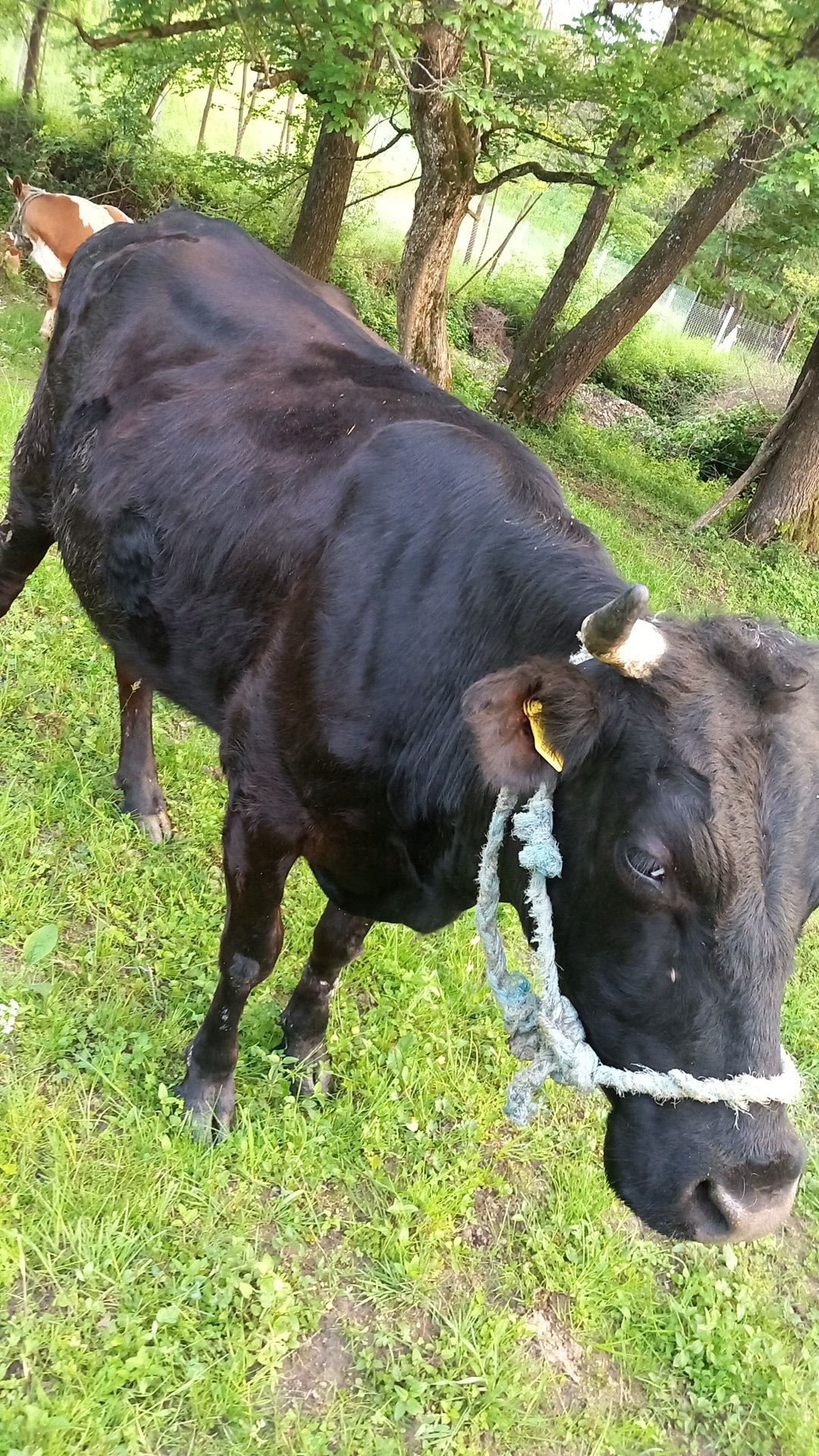 vând vaca și doua vitele