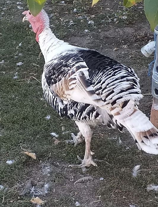 Curcan de vanzare