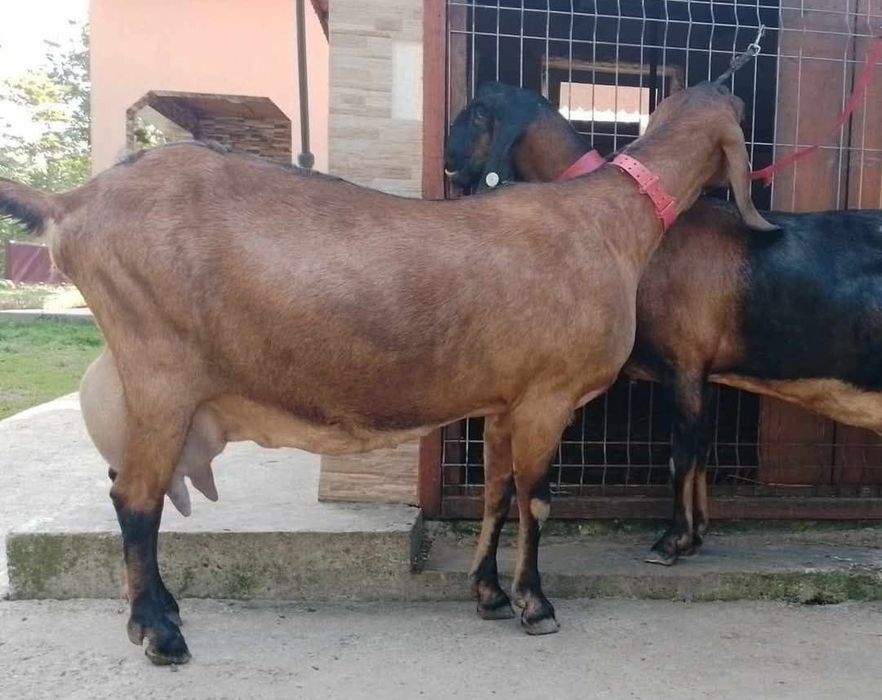 Anglonubiana la prima fătare.