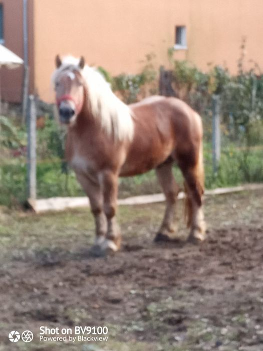 Armasar de vânzare de 4 ani