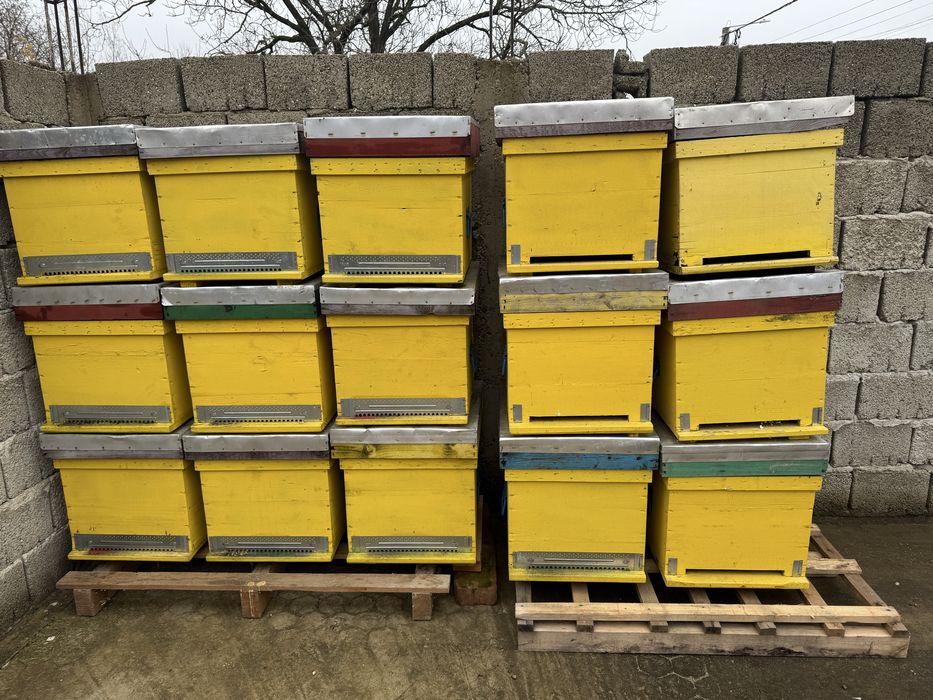 Lazi albine folosite