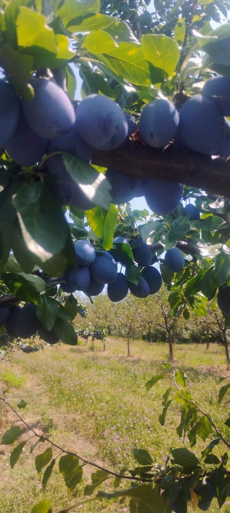 Vând prune mai multe soiuri
