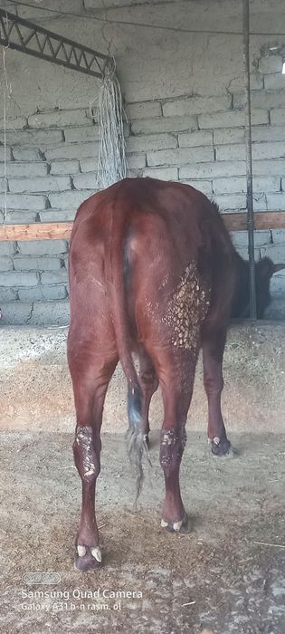 Boqilga.     gunojinlar   sodiladi   tel