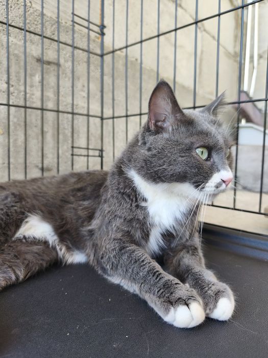 Котик Мультик в поиске дома