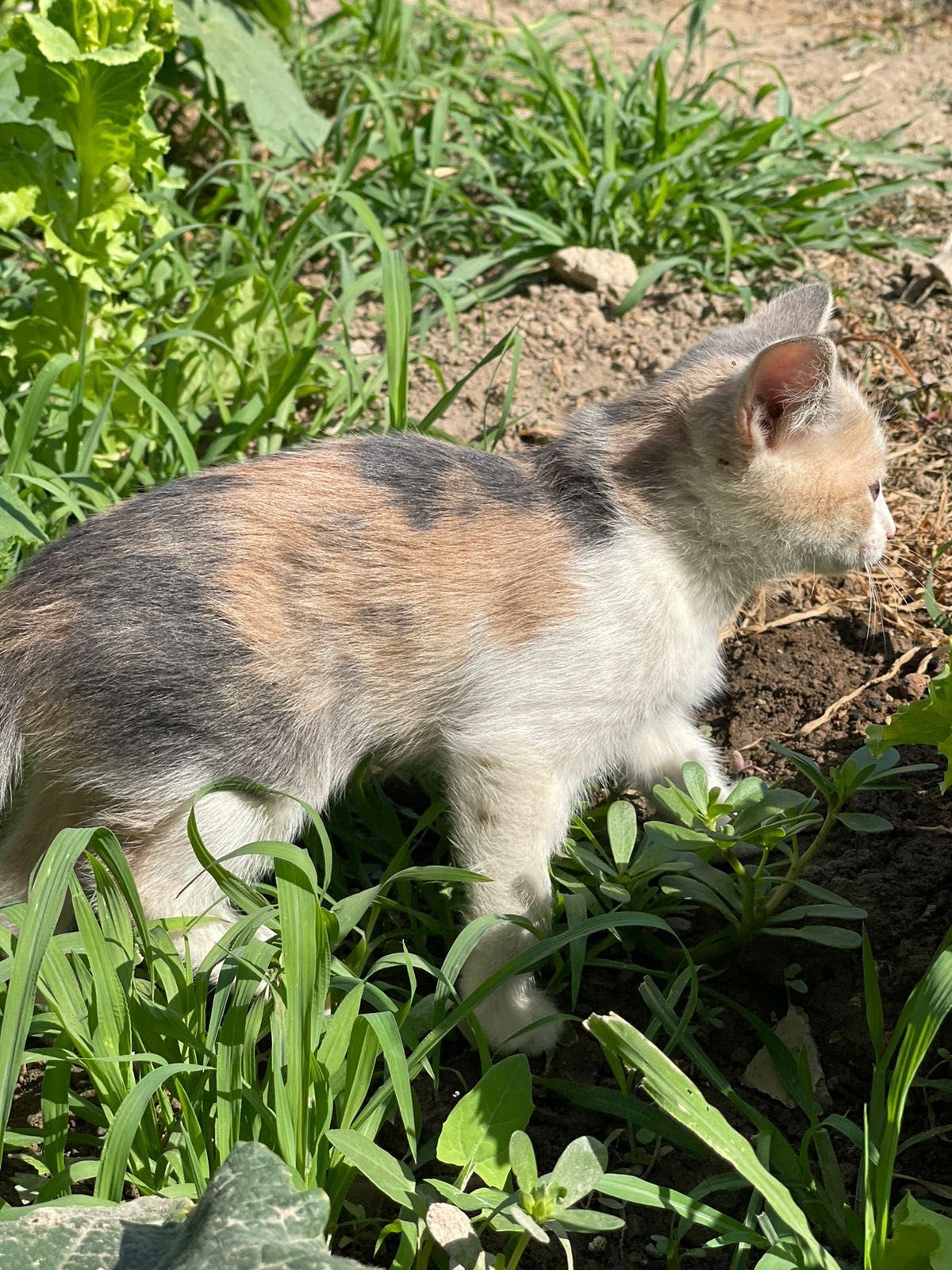 Отдам котят бесплатно