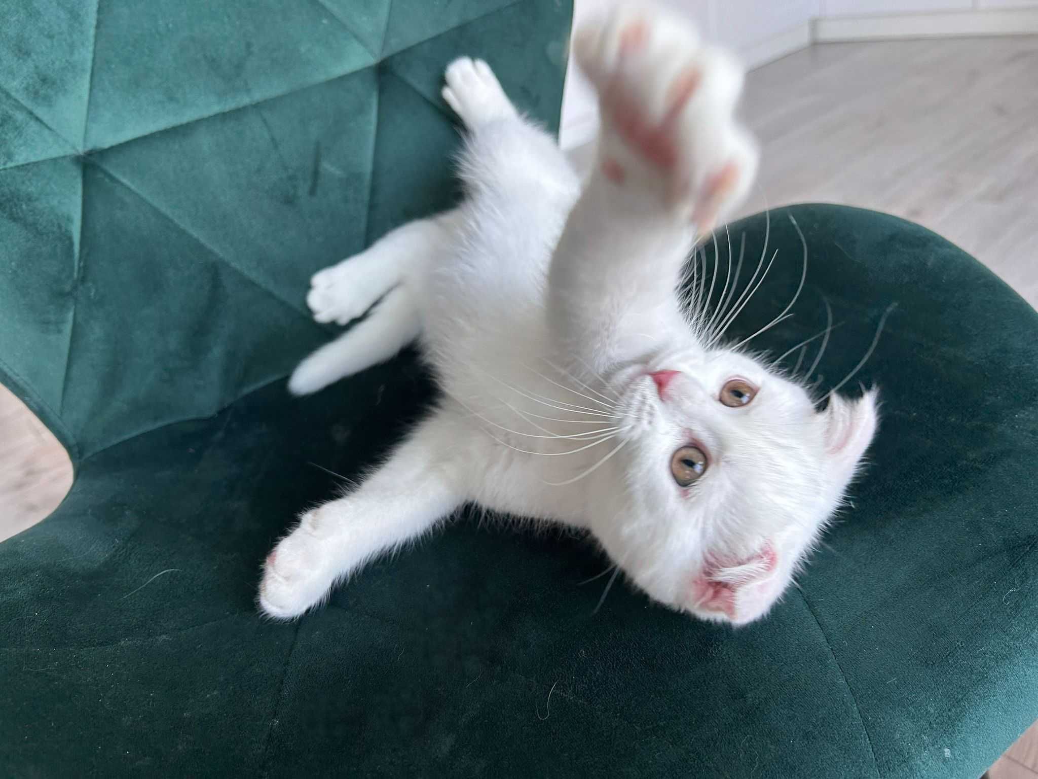 Pisoi Scottish Fold Shorthair. Un ghemotoc de fericire (Pedigree)