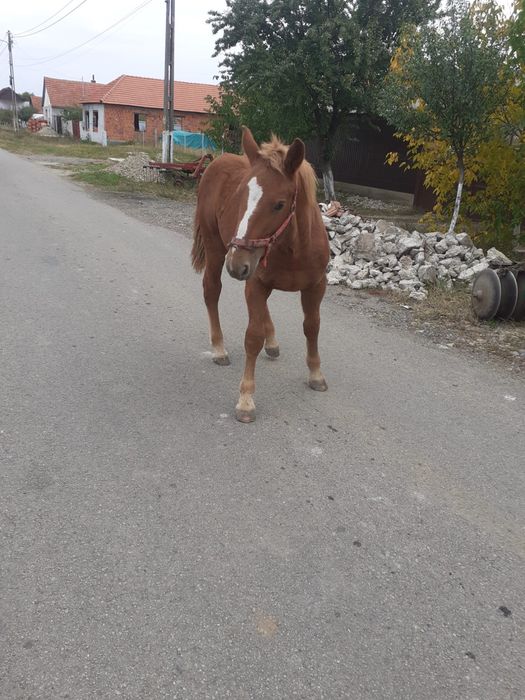 Vand manza de 8 luni
