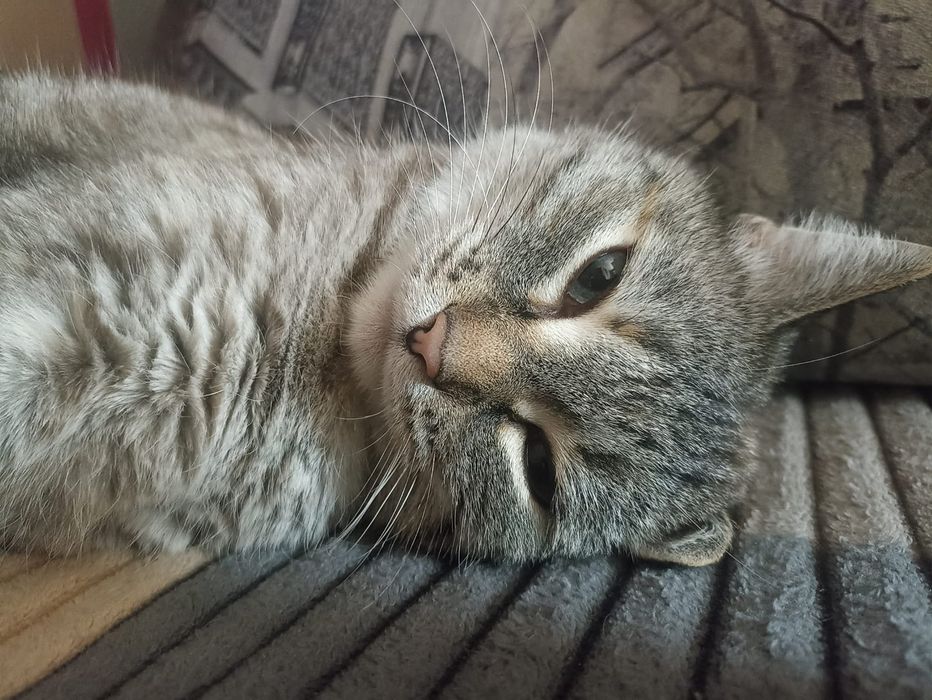 Дарю ласковую Кошечку