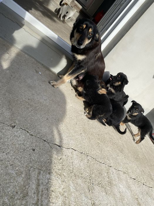 catelusi de curte si lup