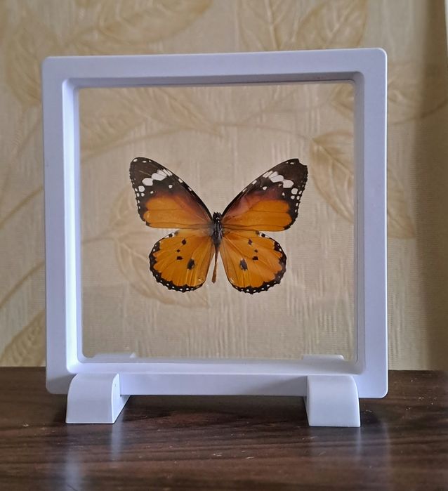 Настоящая высушенная бабочка в рамке.