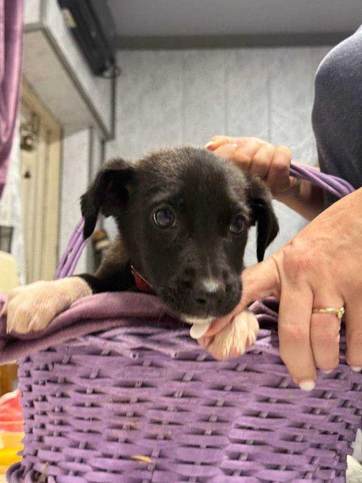 Щеночки в добрые руки породистые