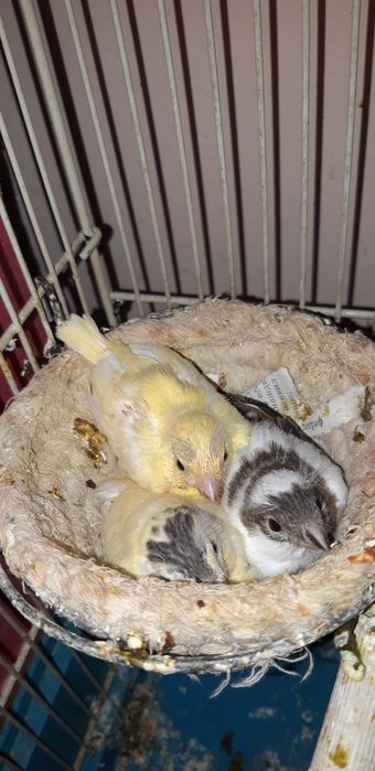 Канарек разного возраста