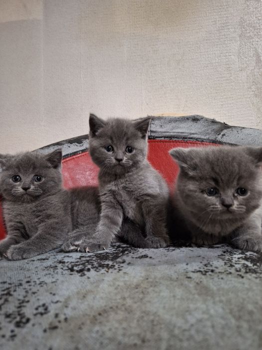 Британска късокосместа