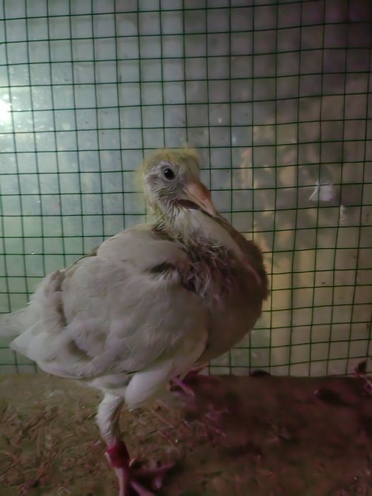 Porumbei voiajori sport