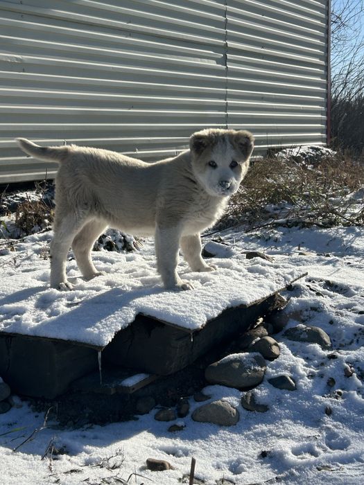 Продам САО АЛАБАЙ , в связи с переездом!