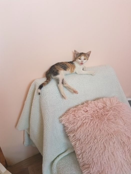 Хотел за котки в Пловдив
