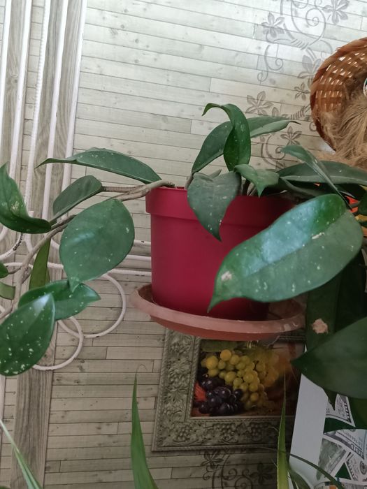 Цветок комнатный Хоя