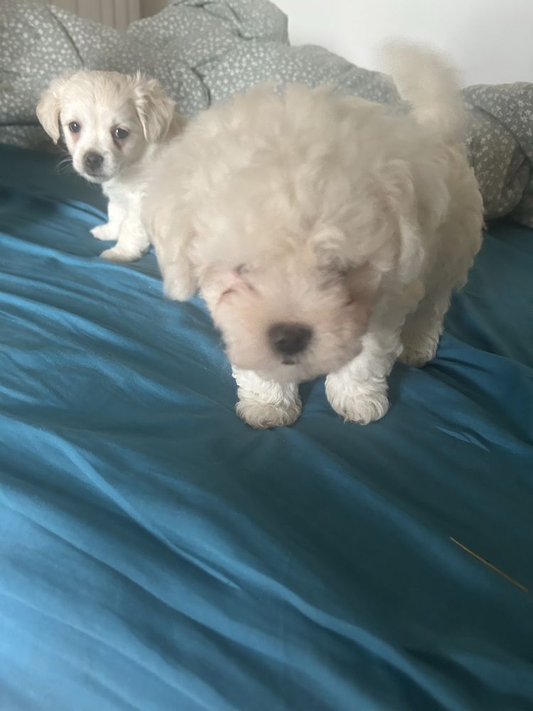 Bichon maltez mini mascul