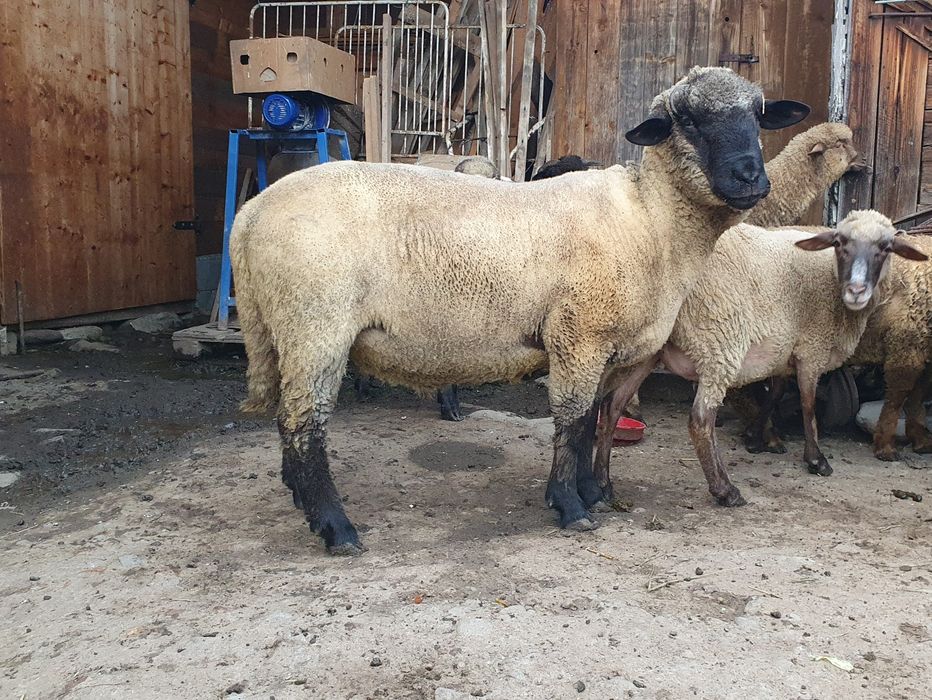 Vand berbec suffolk din 2024