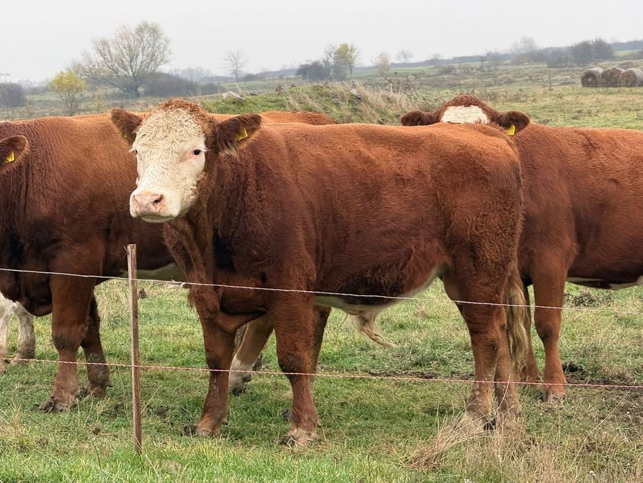 Viței de vânzarea forte frumosi