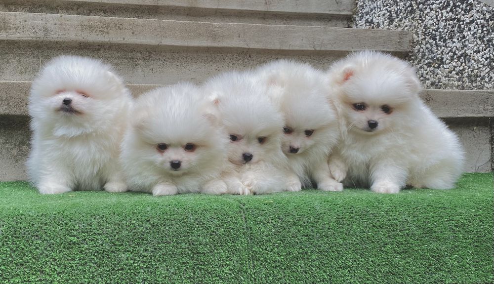 Померан померани мини