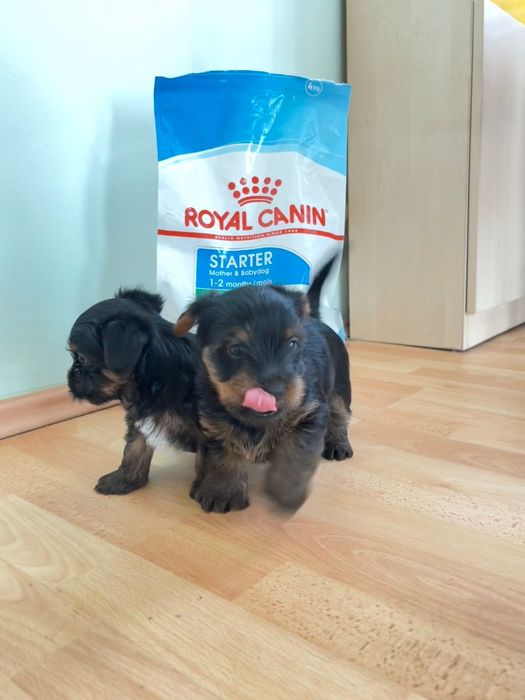 Кучета йоркита (ваксинирани и обезпаразитени)