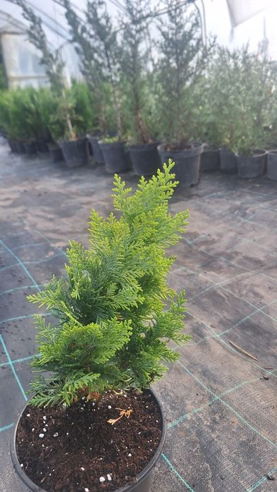 Бързорастящи и вечнозелени растения