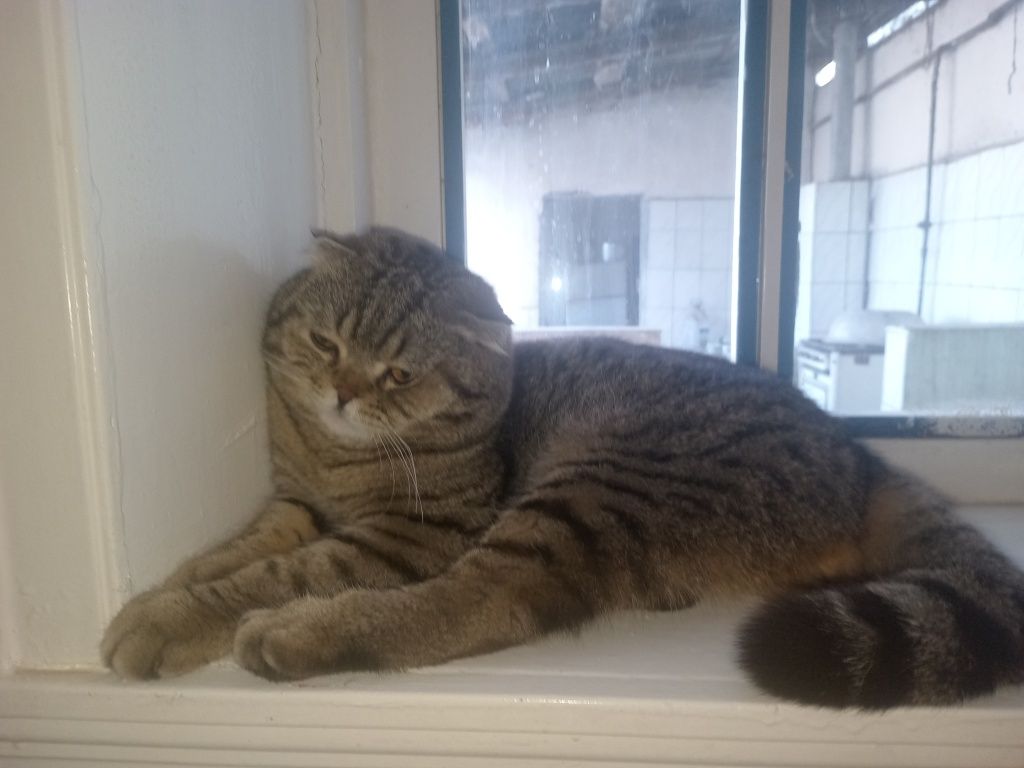 Scottish fold zotor mushuk