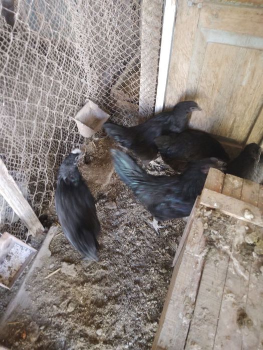 Mokiyon tovuq sotiladi