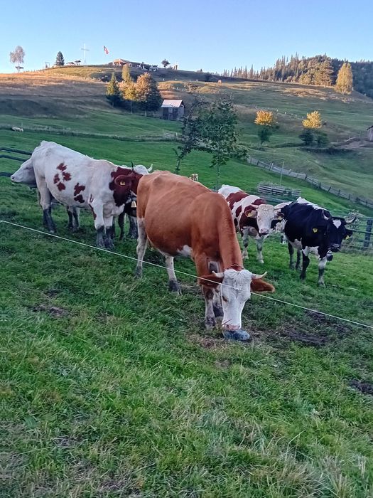 Vând văcuțe din diferite rase
